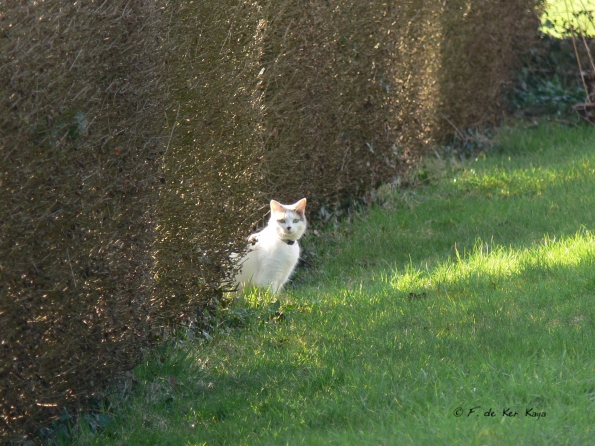Saint Aubin le Cauf (2)
